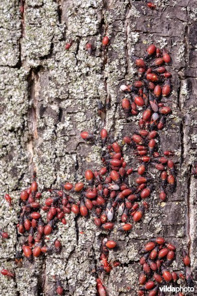Massale groep Lindenspitskoppen