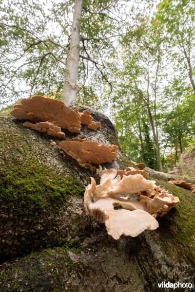 Paddenstoelen op een dode beuk