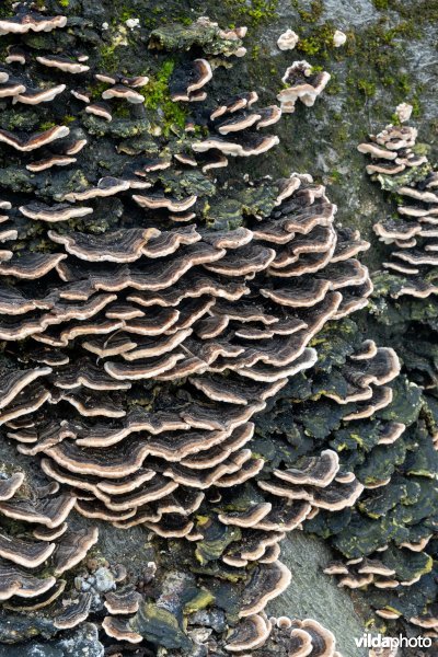 Paddenstoelen op een dode beuk
