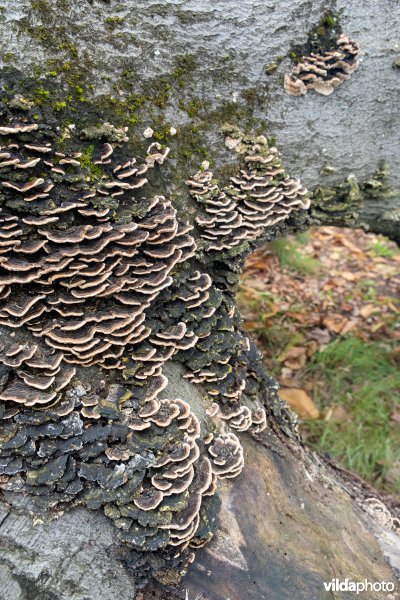 Paddenstoelen op een dode beuk