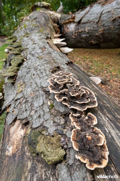 Paddenstoelen op een dode beuk