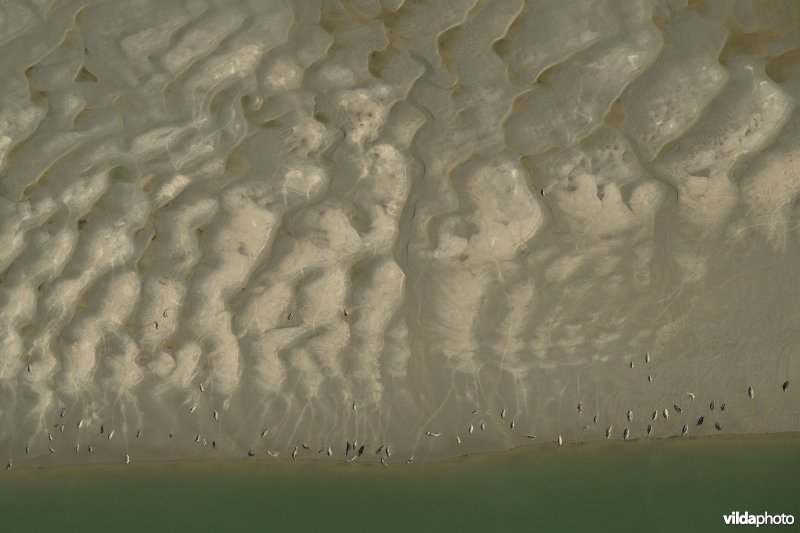 Zeehonden op de Hooge Platen 