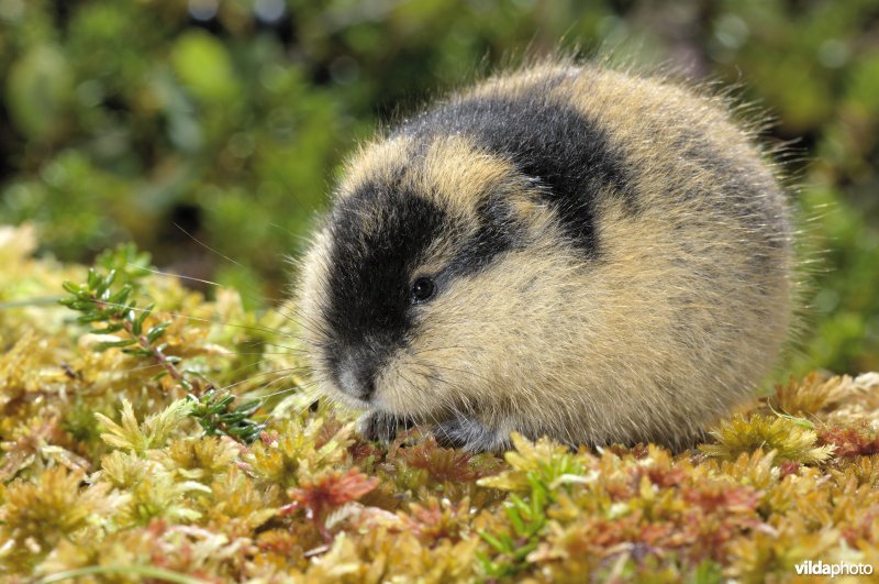 Lemming