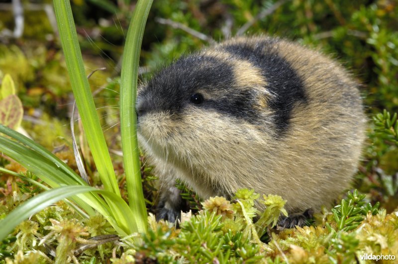 Lemming