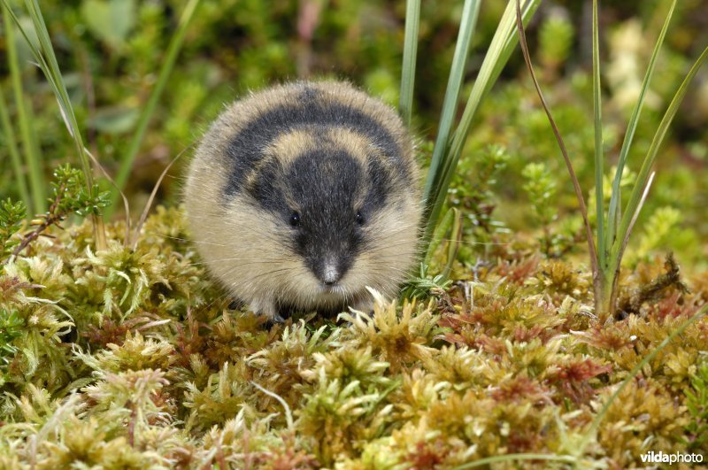 Lemming