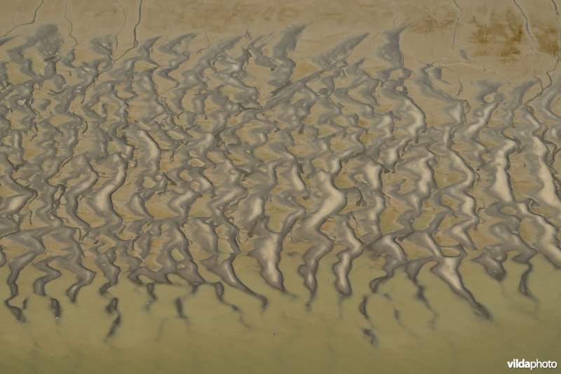 Plaat van Baarland in de Westerschelde