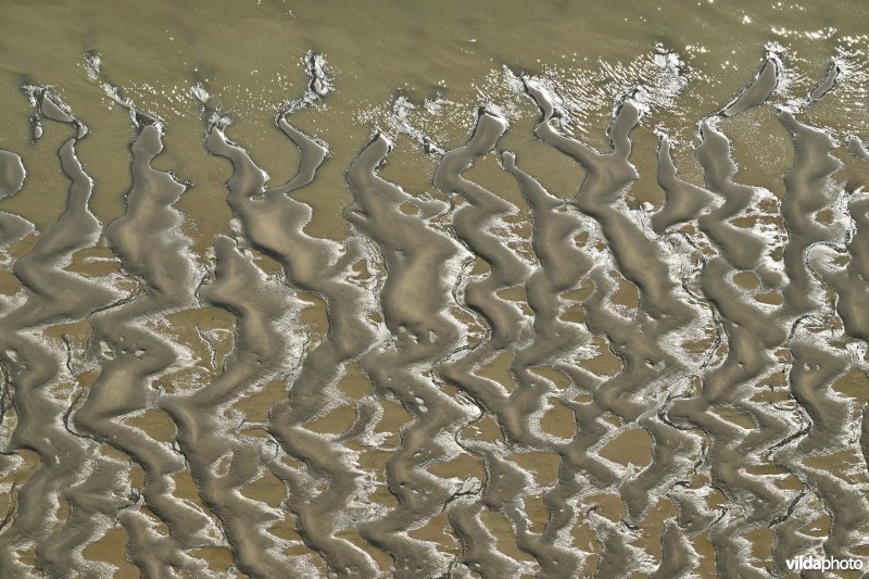 Plaat van Baarland in de Westerschelde