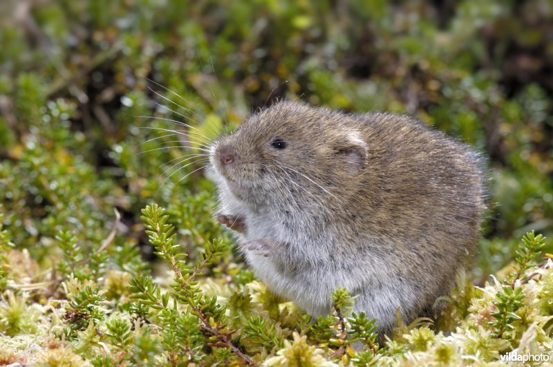 Noordse woelmuis in Noors moeras