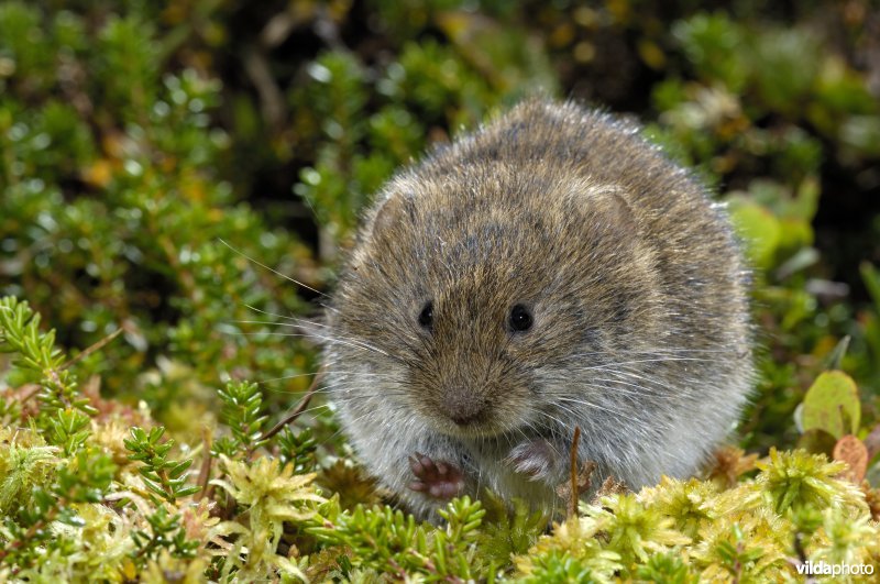 Noordse woelmuis in Noors moeras