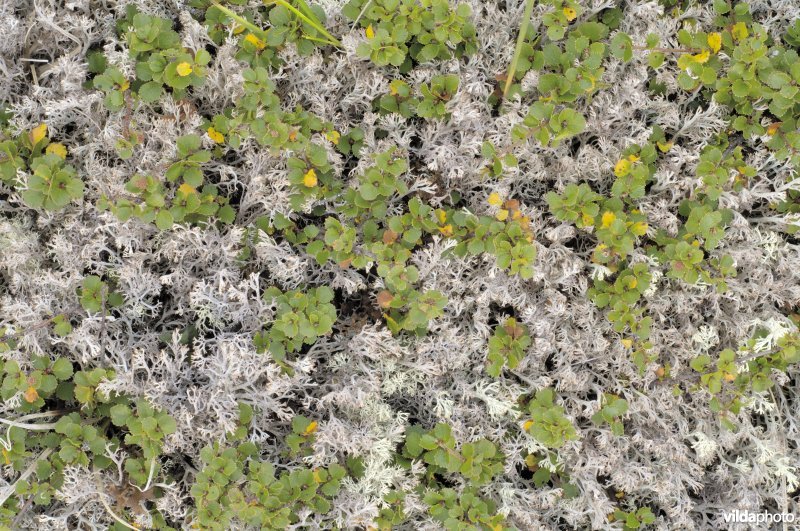 Dwergberk tussen de korstmosjes