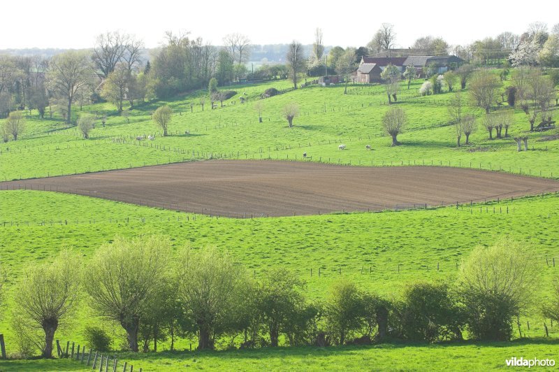 Vlaamse ardennen
