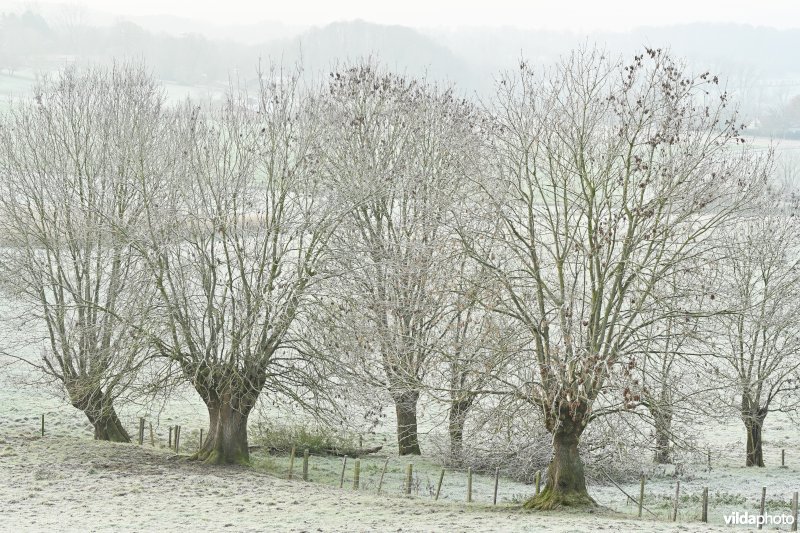 Winterse knotessen op de Taaienberg