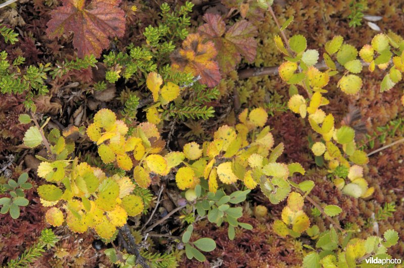 Toendrabegroeiing op Rondane
