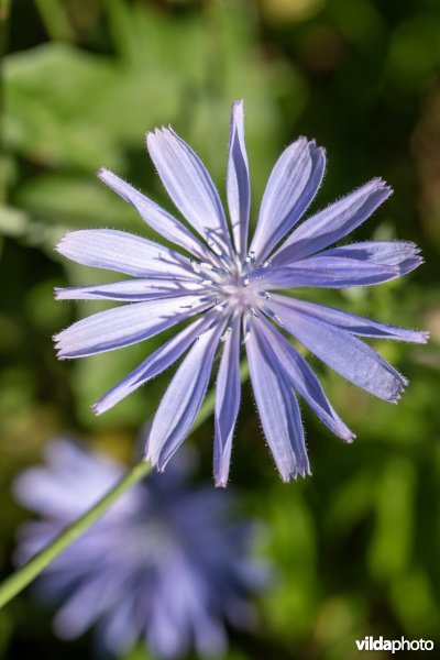 Bloem van Wilde cichorei