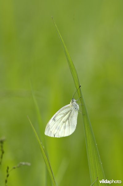 Klein geaderd witje