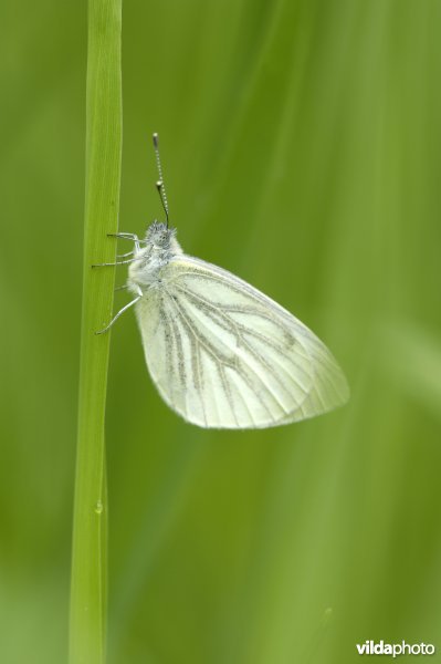 Klein geaderd witje