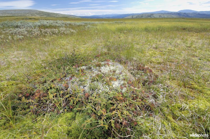 Veenmoeras op Rondane, Noorwegen