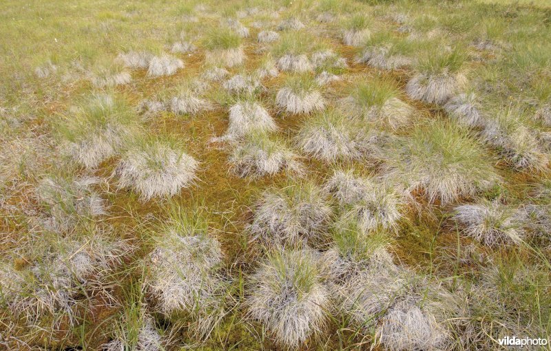 Veenmoeras op Rondane, Noorwegen