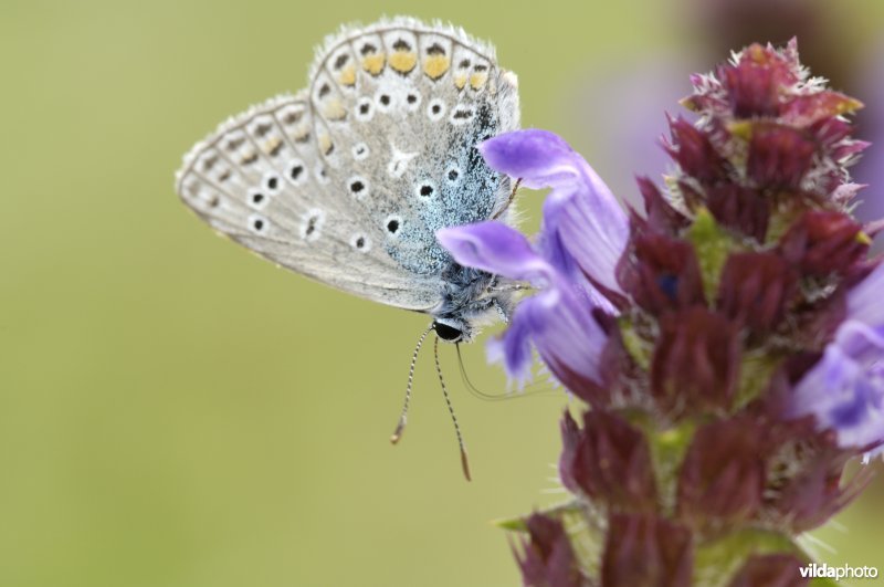 Icarusblauwtje op brunel