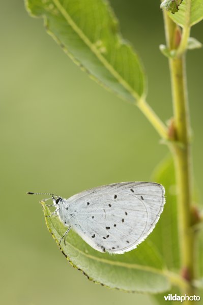 Boomblauwtje