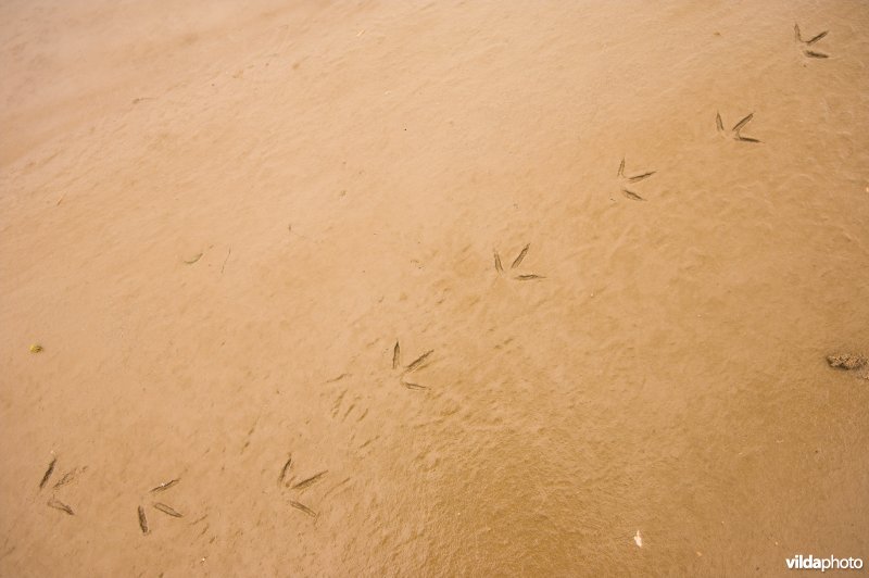 Pootafdrukken in de modder