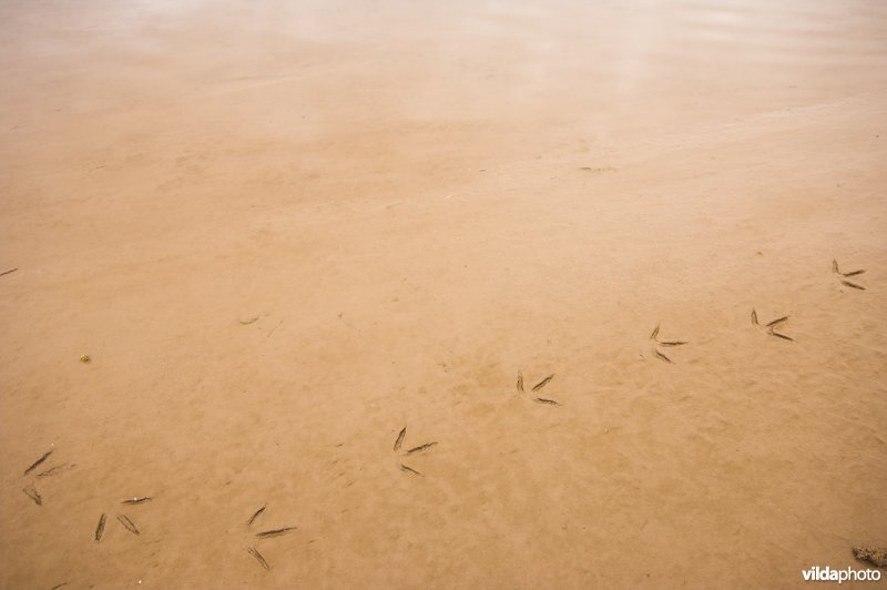 Pootafdrukken in de modder