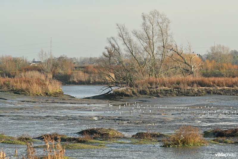 Groot Schoor in Hamme