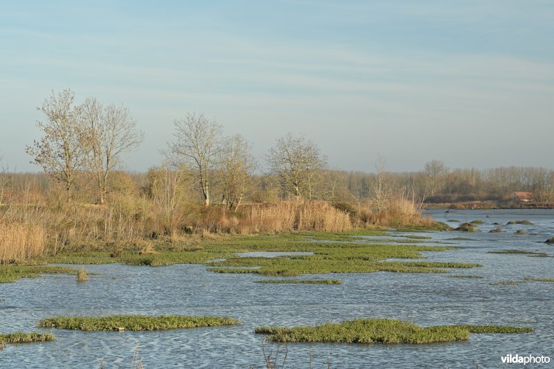 Groot Schoor in Hamme