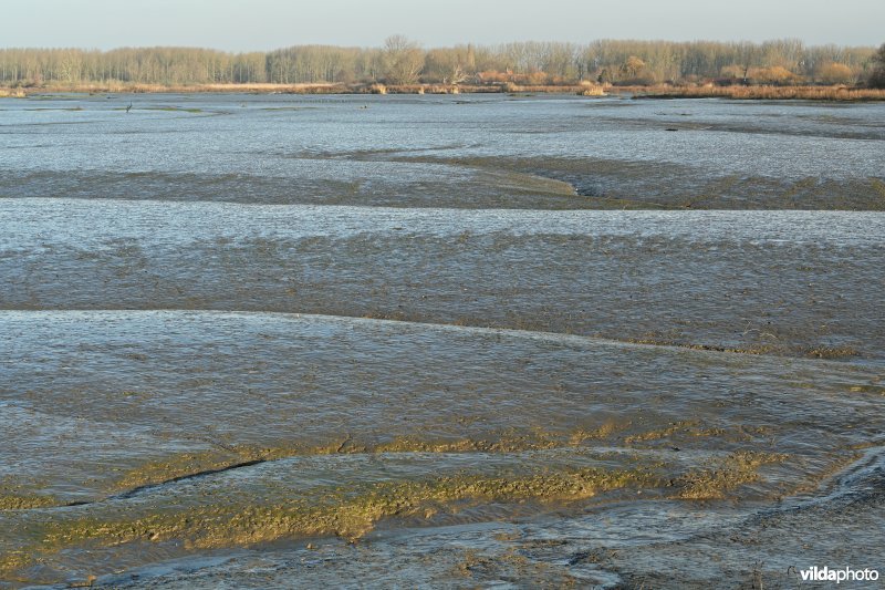 Groot Schoor in Hamme