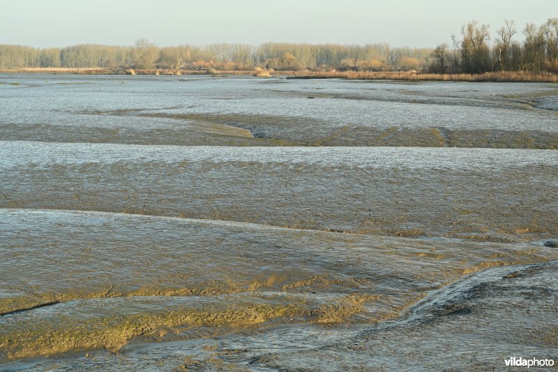 Groot Schoor in Hamme