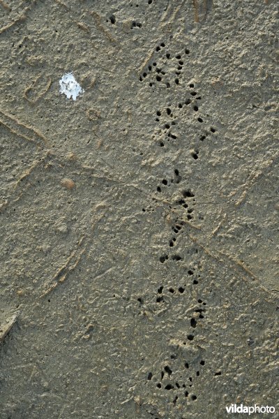 Steltloper sporen in het slik 