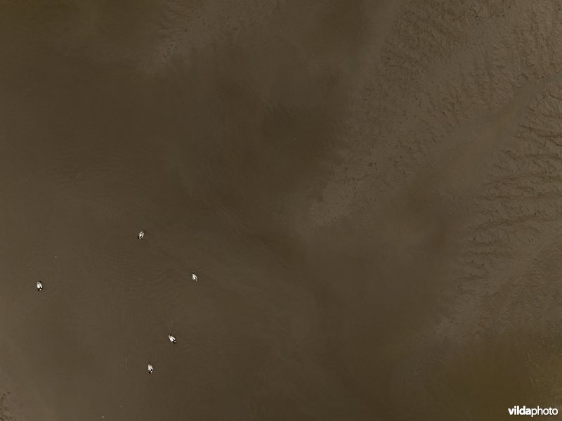 Bergeenden op de slikken van de Rupel aan de Oude Sluis