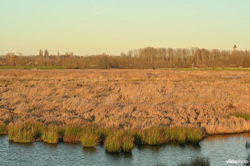 Polder van Lier