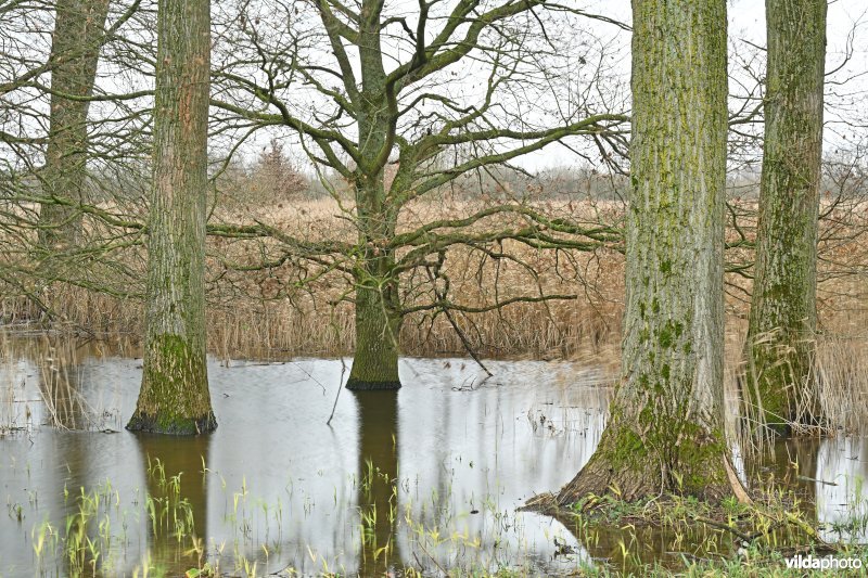 Demervallei: Kloosterbeemden