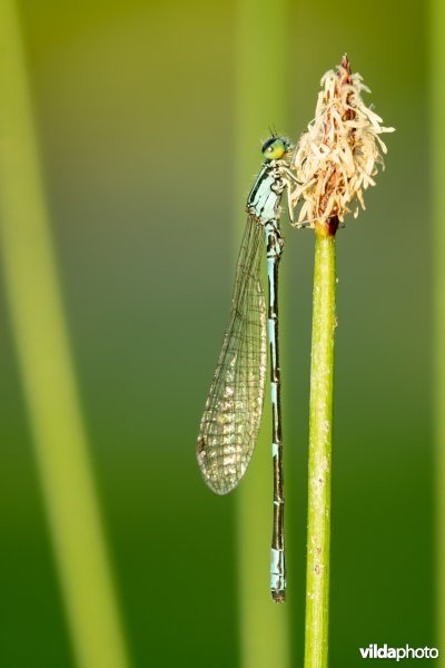 Noordse waterjuffer