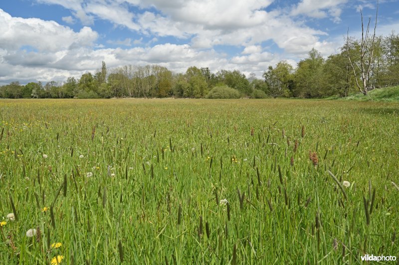 Hooilanden aan de Straalmolen