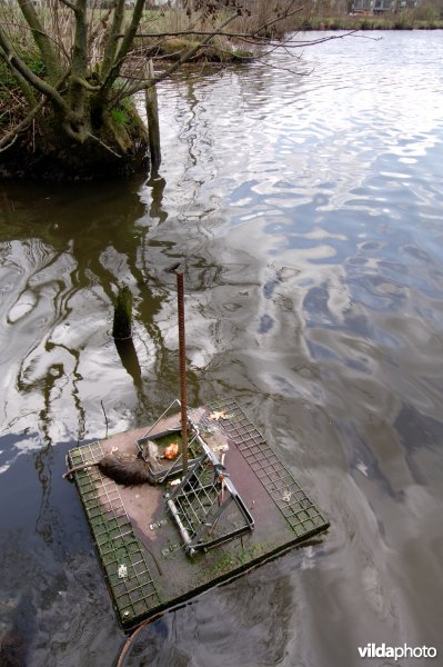 Rattenbestrijding in het water