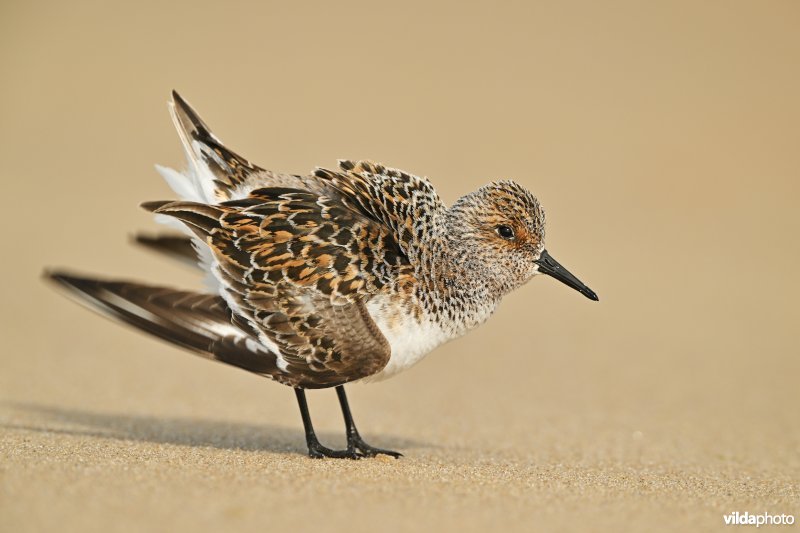 Drieteenstrandloper in zomerkleed