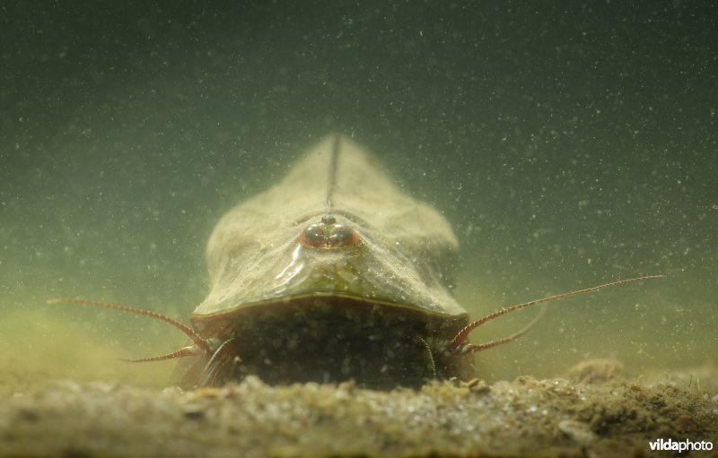 Leem-kieuwpootkreeft