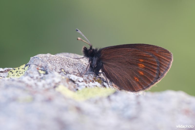 Kleine bergerebia