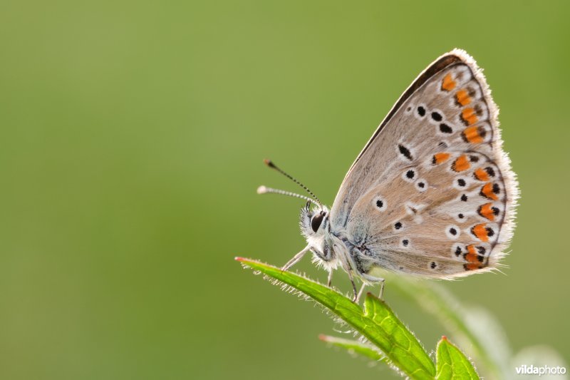 Vals bruin blauwtje