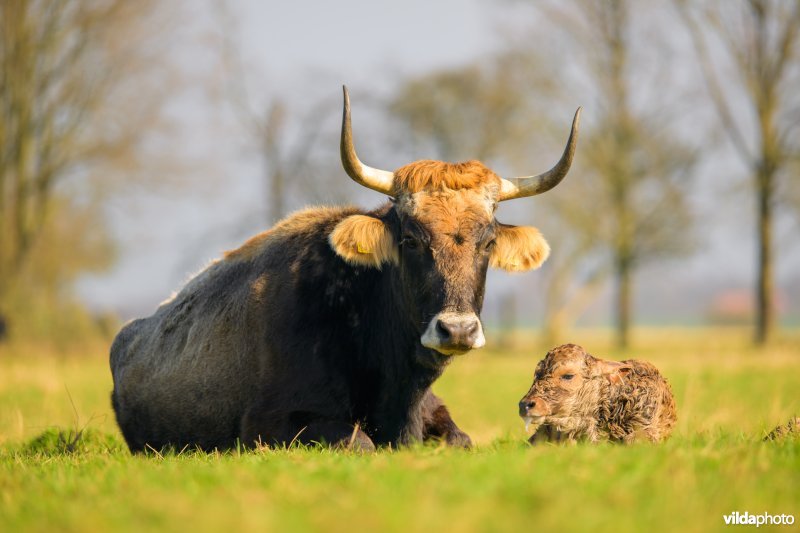 Tauros runderen in Keent