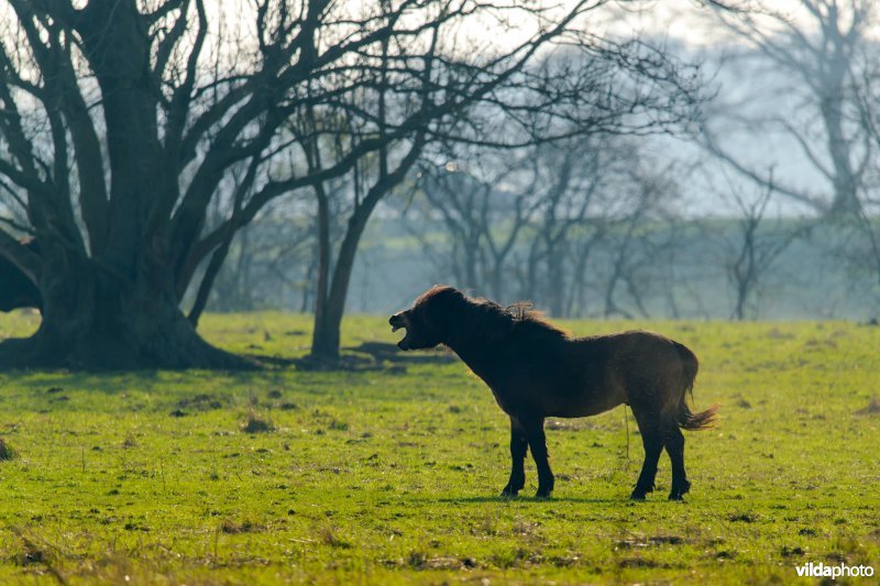 Geeuwend paard op veld