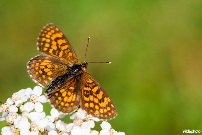 Zuidelijke bosparelmoervlinder 