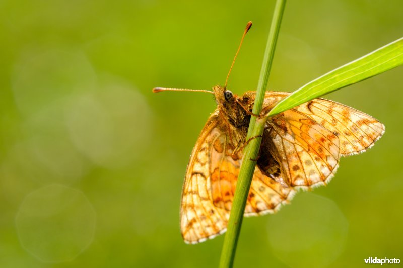 Herdersparelmoervlinder