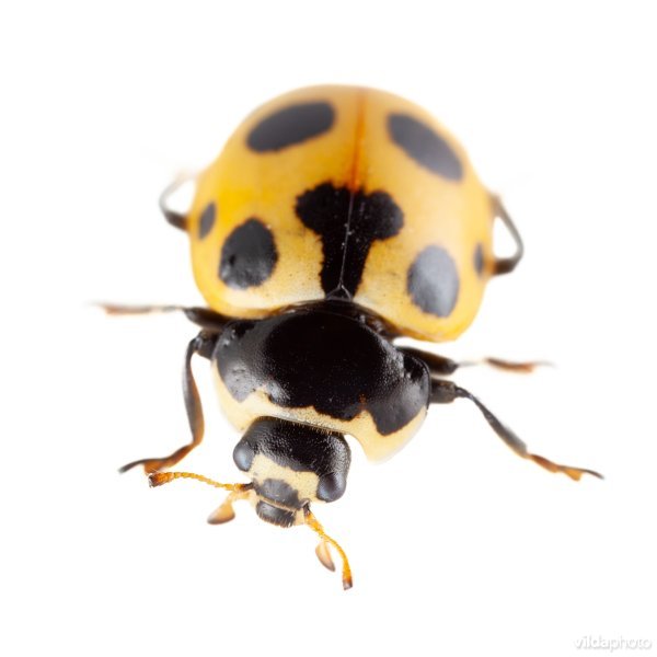 Berglieveheersbeestje