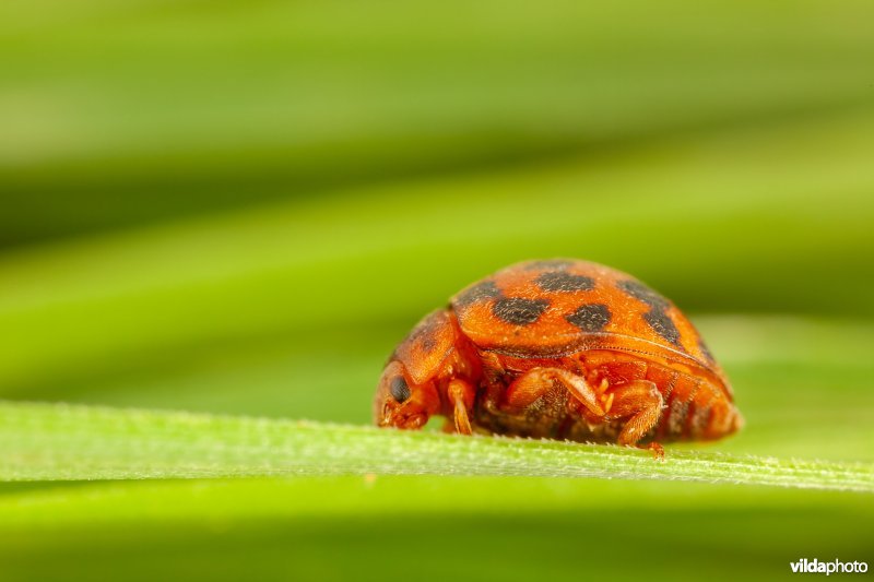 Vierentwintigstippelig lieveheersbeestje