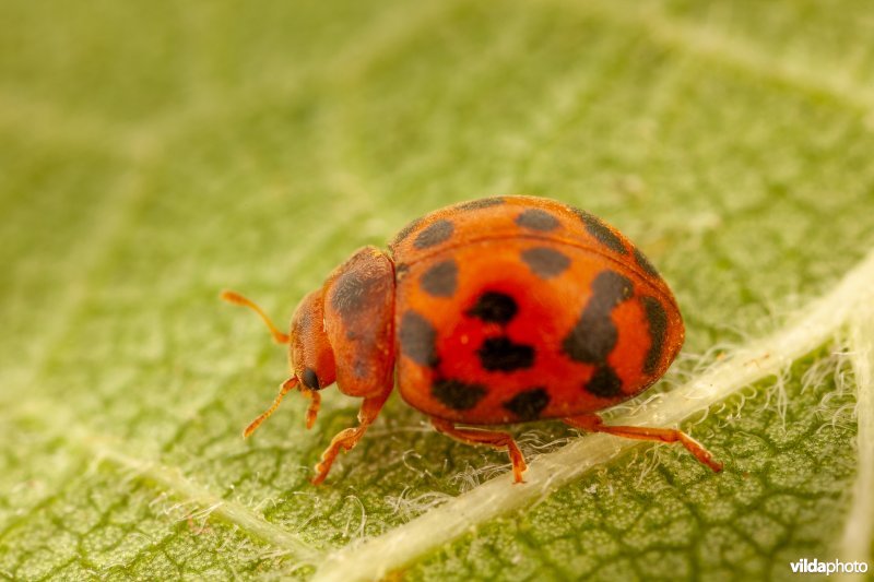 Vierentwintigstippelig lieveheersbeestje