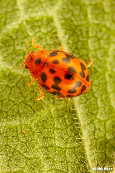 Vierentwintigstippelig lieveheersbeestje