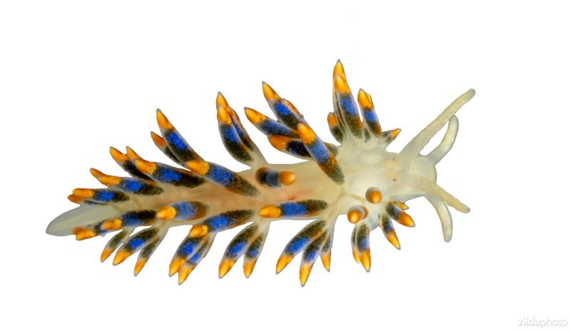 Vijfbandige knotsslak